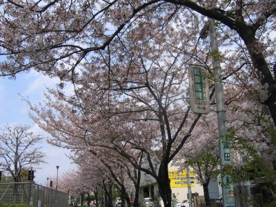 ���l���k���ɉ����Ėk��